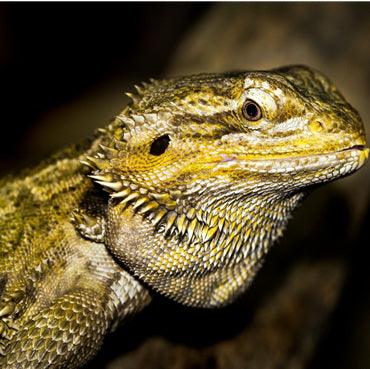 What Are Signs That Your Bearded Dragon Is Sick? - REPTI ZOO