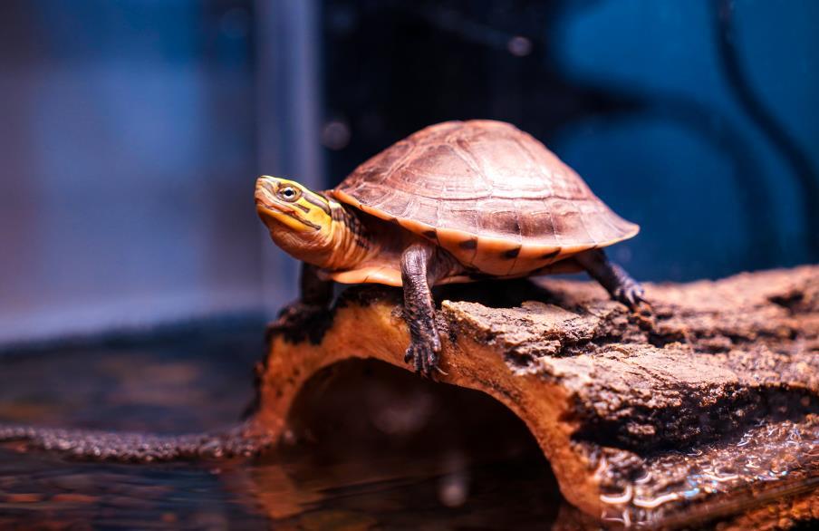 Care sheets and information for tortoises I REPTIZOO - REPTI ZOO