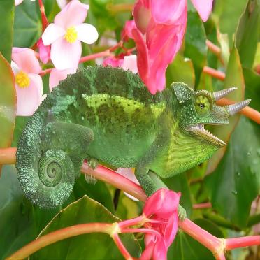 Green chameleon with horns resting on pink flower branches, reptile habitat showcase
