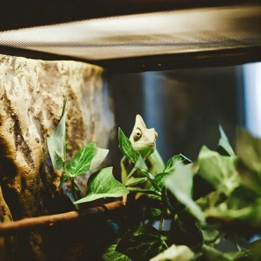 Chameleon in a reptile terrarium with artificial plants and natural wood decor