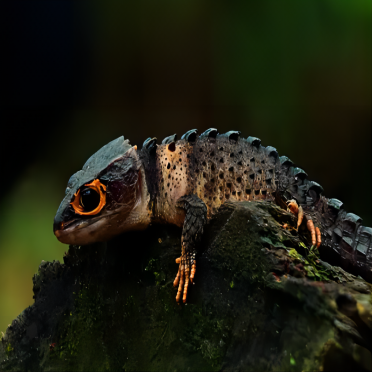 Crocodile lizard resting on a mossy log in a natural reptile habitat