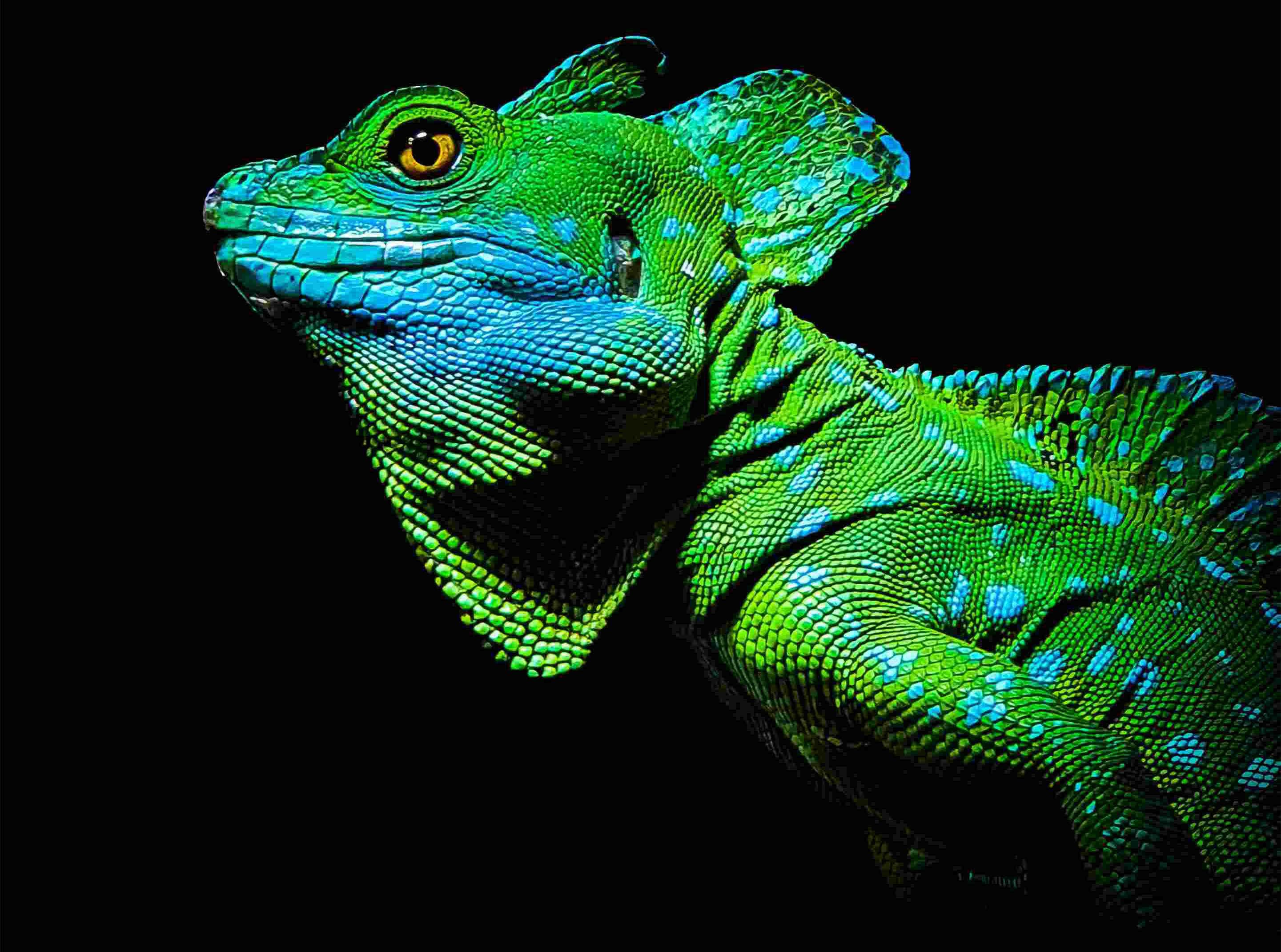 How to Keep Your Chameleon Healthy and Happy? - REPTI ZOO