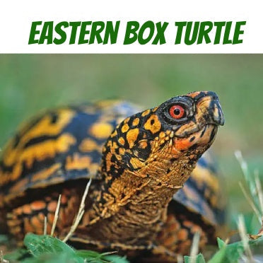 Eastern box turtle with orange and yellow markings on grass, close-up reptile photo.