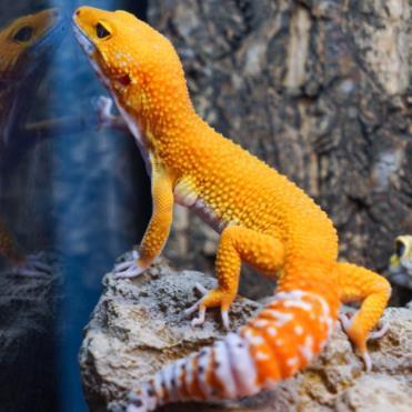 Leopard Gecko Lifespan: How Long Do Leopard Geckos Live? - REPTI ZOO