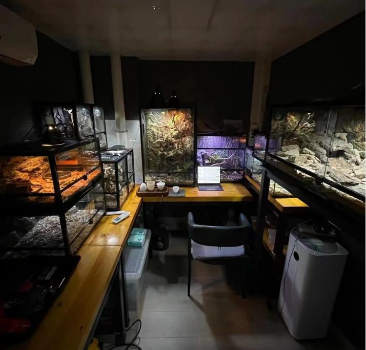 Why More and More People Like Keeping Reptiles？ - REPTI ZOO