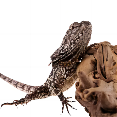 Frilled-neck lizard climbing on natural driftwood, ideal for reptile terrarium setup