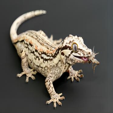 Gargoyle gecko eating a cricket on a dark background, reptile pet care nutrition