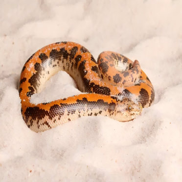 Kenyan Sand Boa with orange and brown markings on sandy substrate, exotic pet reptile