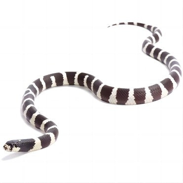California kingsnake with black and white bands on a white background