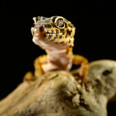 Leopard gecko perched on a branch in a reptile terrarium, close-up view
