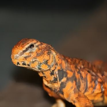 Close-up of an orange and brown lizard in a reptile terrarium environment