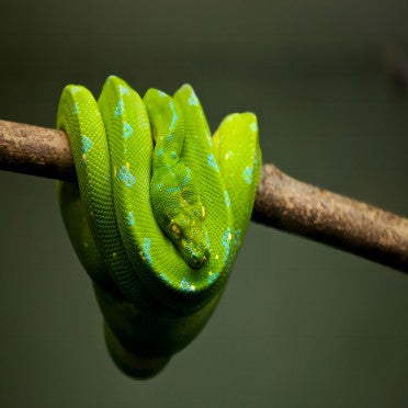 Green tree python coiled on a branch in a reptile terrarium habitat