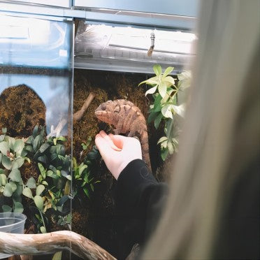 Person interacting with chameleon in a reptile terrarium with plants and branches