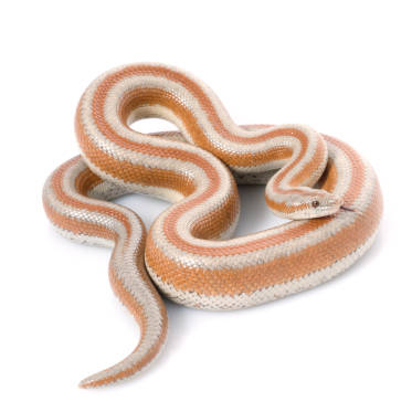Rosy boa snake with orange and cream bands on white background, ideal pet reptile image