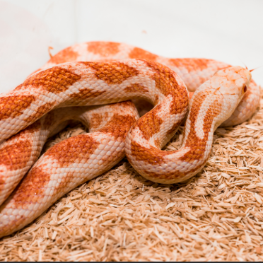 Corn snake in a spacious horizontal reptile enclosure with climbing branches, hides, and naturalistic substrate.