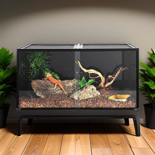120 gallon reptile terrarium with glass front, climbing branches, plants, and bearded dragon