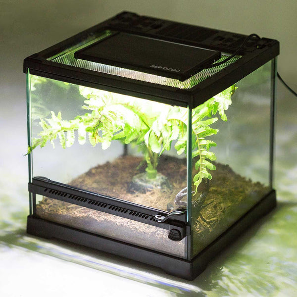 Glass reptile terrarium with soil, plants, and mesh top for UVB or heat lamp setup