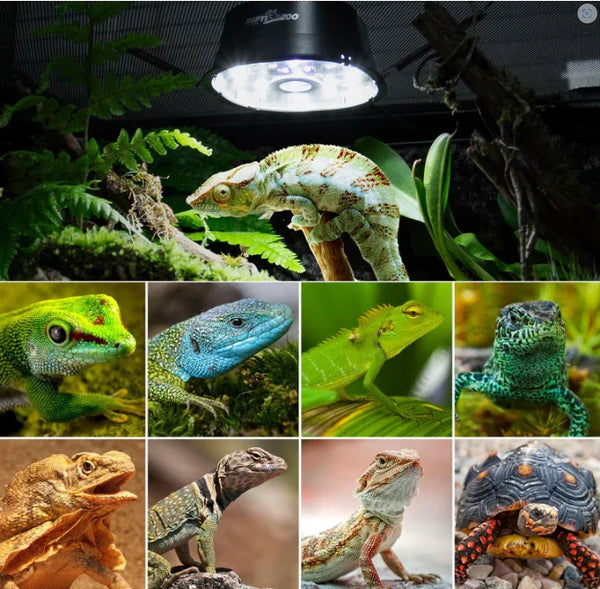Various reptiles under UVB heat lamp in terrarium, including lizards, gecko, and tortoise