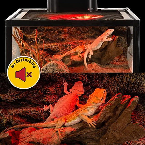 Bearded dragons in a reptile terrarium under red heat lamp, no disturbing light icon shown.