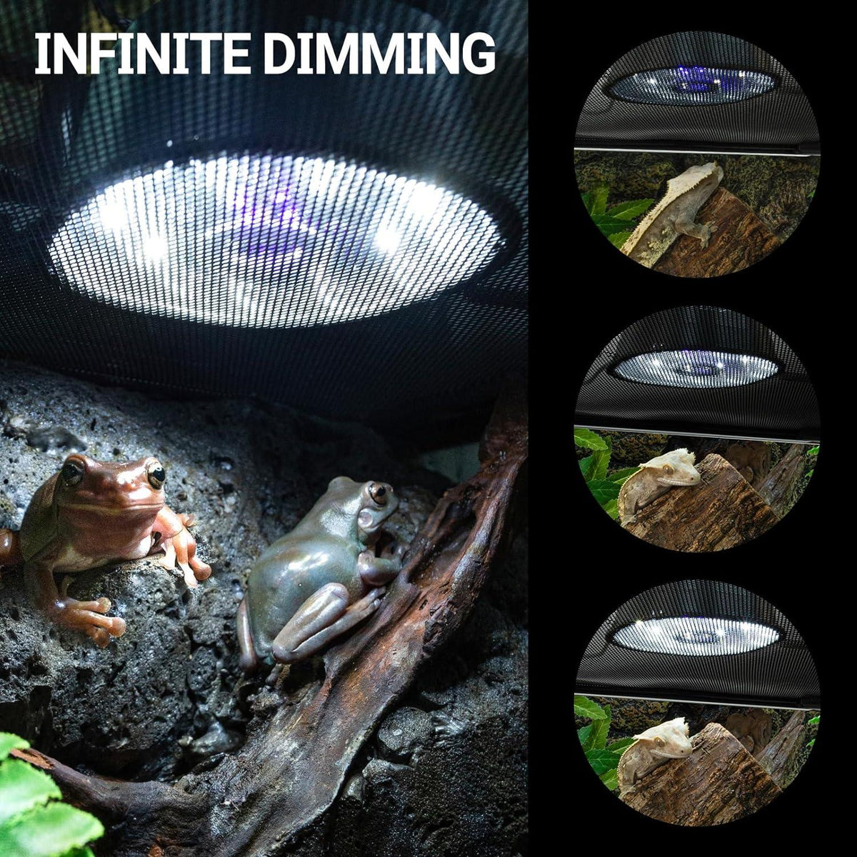 Reptile terrarium with adjustable LED dome light, frogs and gecko basking under heat lamp