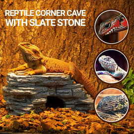 Bearded dragon on slate stone reptile cave with lizard images in terrarium habitat