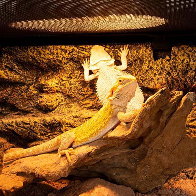 Bearded dragon under UVB heat lamp on log in reptile terrarium with rocky background