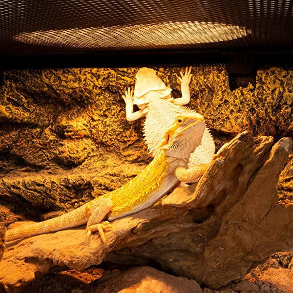 Bearded dragon under UVB heat lamp on log in reptile terrarium with rocky background