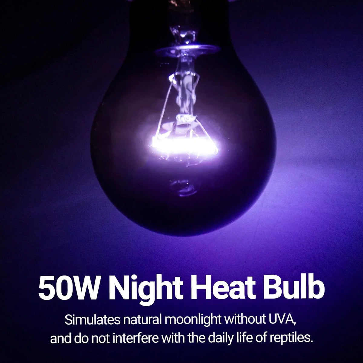 50W night heat bulb glowing purple, ideal for reptile terrariums, simulates moonlight.