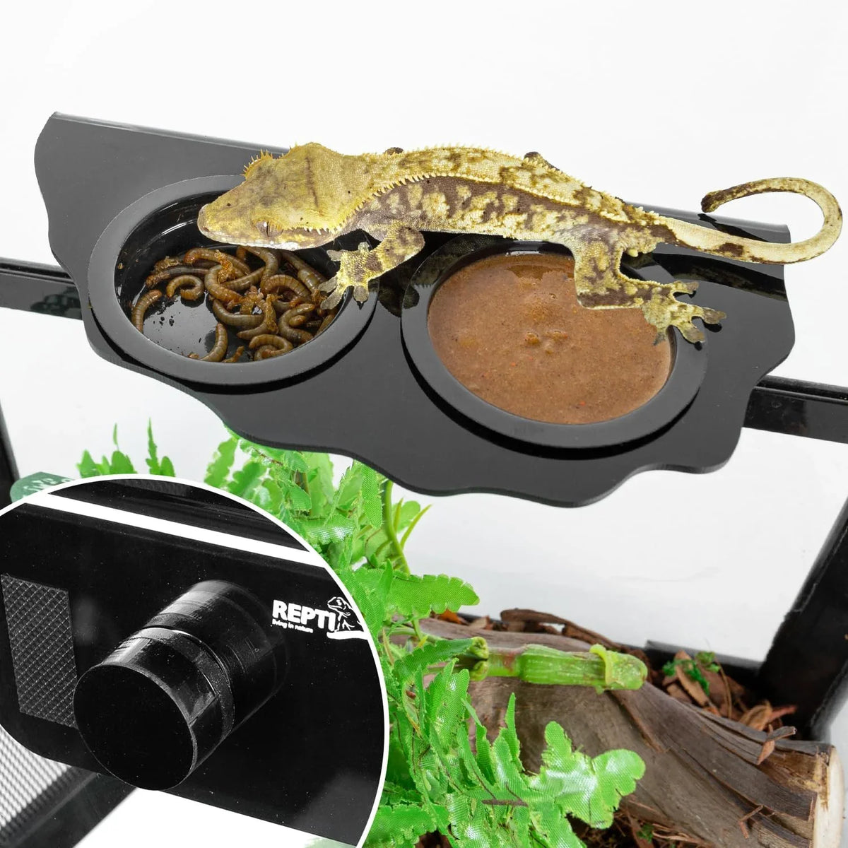 Crested gecko feeding on black dual reptile feeder dish with insects and gel food in terrarium
