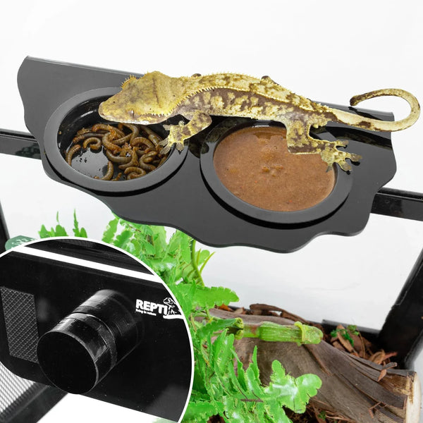 Crested gecko feeding on black dual reptile feeder dish with insects and gel food in terrarium