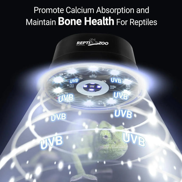 UVB reptile lamp illuminating chameleon, promoting calcium absorption and bone health