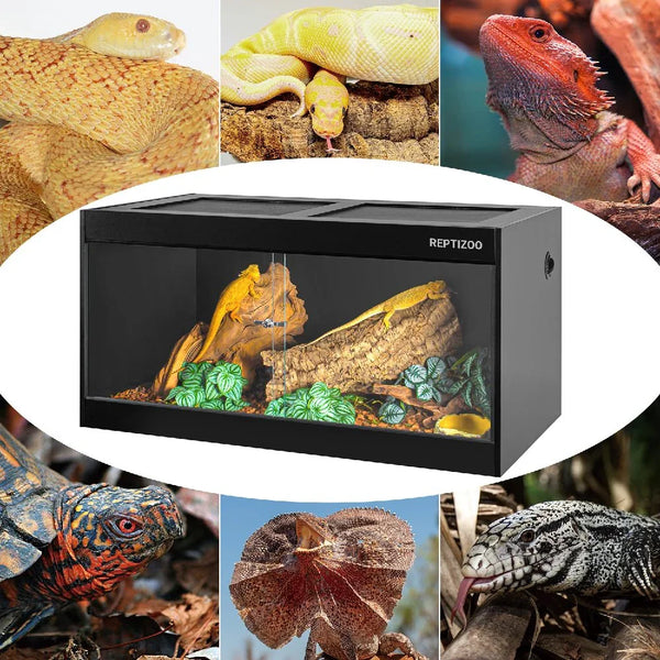 Glass reptile terrarium with lizards inside, surrounded by images of various reptiles