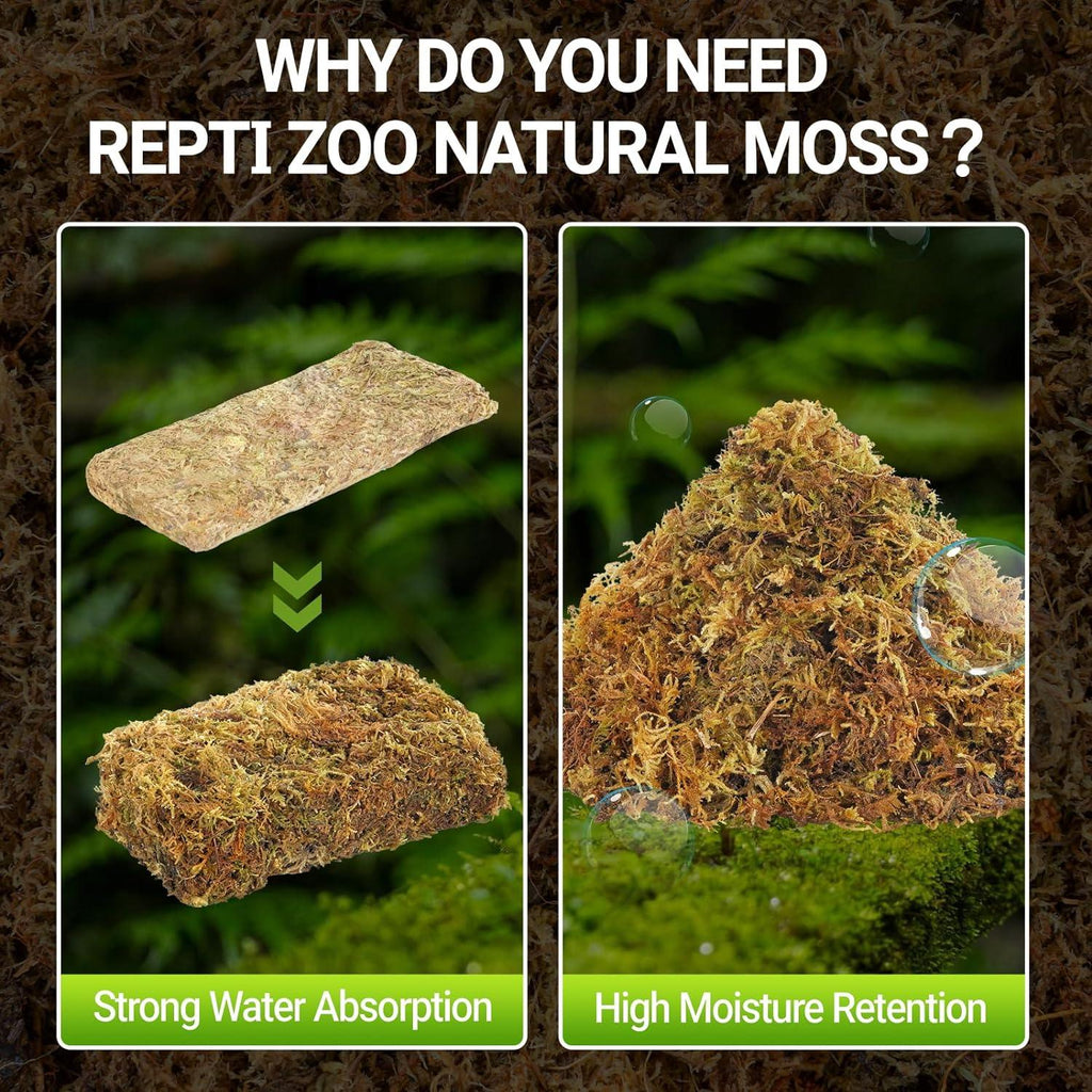 Compressed natural moss for reptile terrarium, showing water absorption and moisture retention.