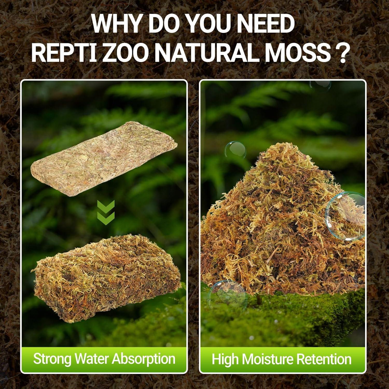 Compressed natural moss for reptile terrarium, showing water absorption and moisture retention.