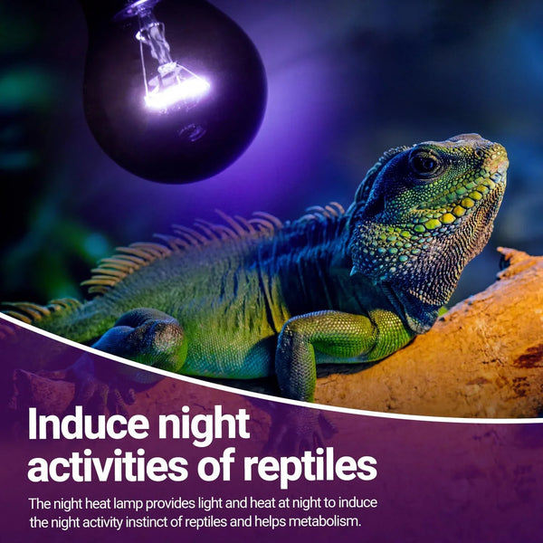 Reptile basking under night heat lamp in terrarium, promoting nighttime reptile activity.