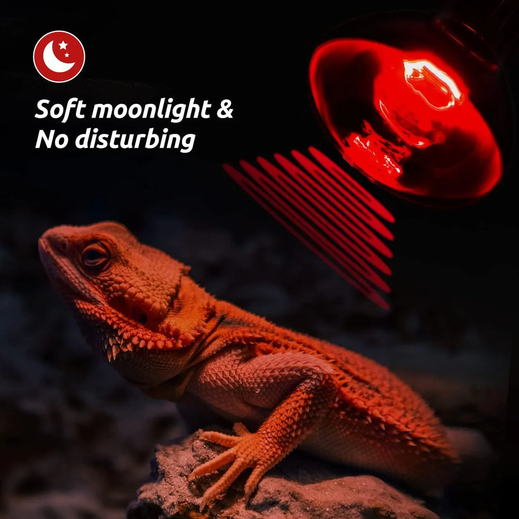 Bearded dragon basking under red heat lamp with soft moonlight, reptile terrarium lighting