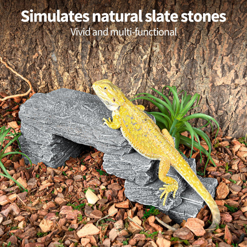 Bearded dragon on artificial slate stone reptile terrarium decor with bark and plants