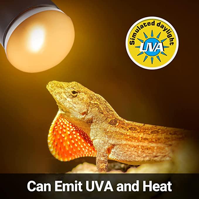 Reptile basking under UVB heat lamp with simulated daylight for terrarium lighting