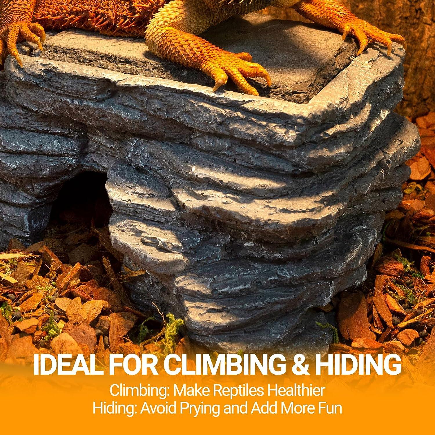 Bearded dragon on reptile cave hideout for climbing and hiding in terrarium enclosure