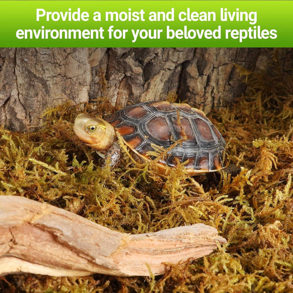 Turtle in terrarium with moss, bark, and wood, reptile habitat environment setup