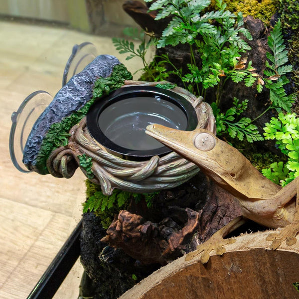 Crested gecko drinking from decorative water dish in a reptile terrarium with plants