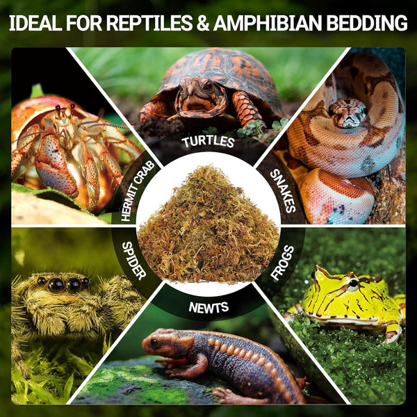 Reptile and amphibian bedding moss surrounded by turtle, snake, frog, hermit crab, spider, newt.