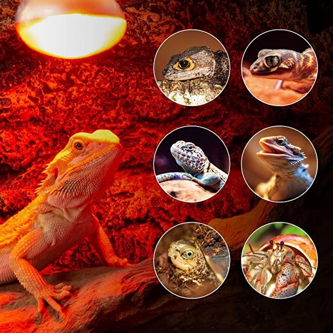 Bearded dragon under heat lamp with various reptiles and hermit crab in circles, terrarium lighting