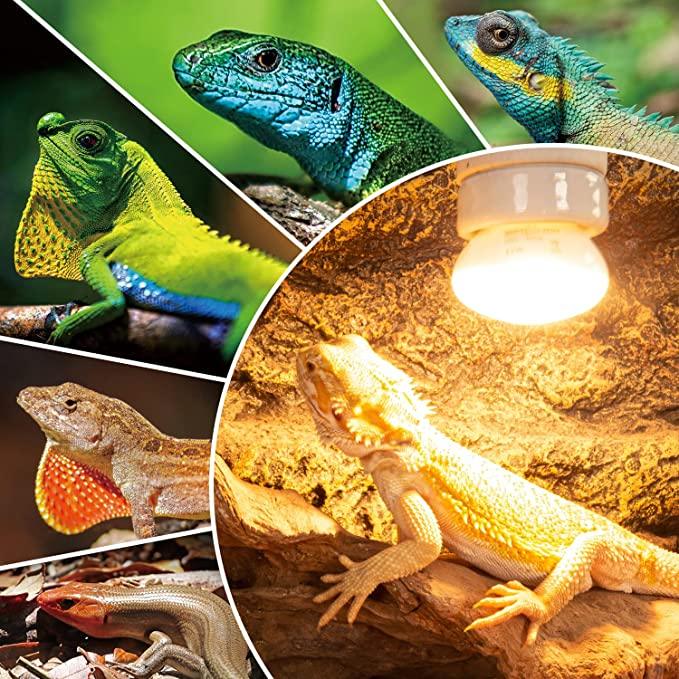 Various colorful lizards and a bearded dragon basking under a UVB heat lamp in a terrarium