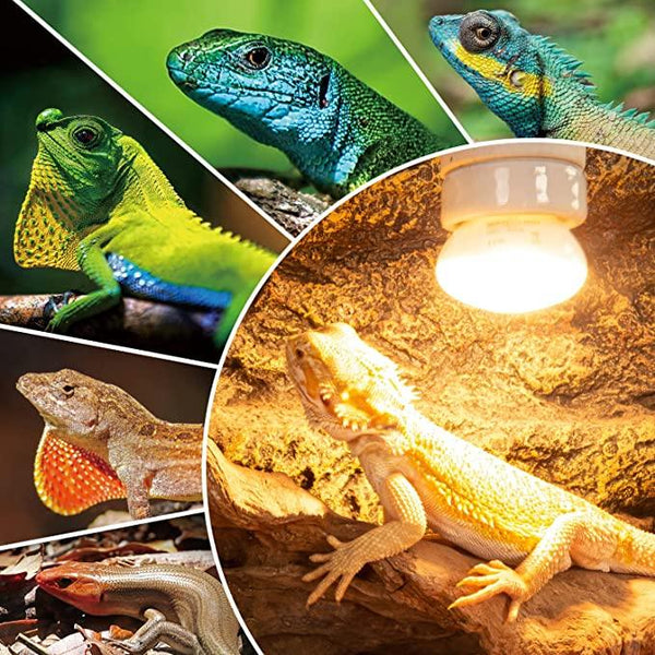 Various colorful lizards and a bearded dragon basking under a UVB heat lamp in a terrarium