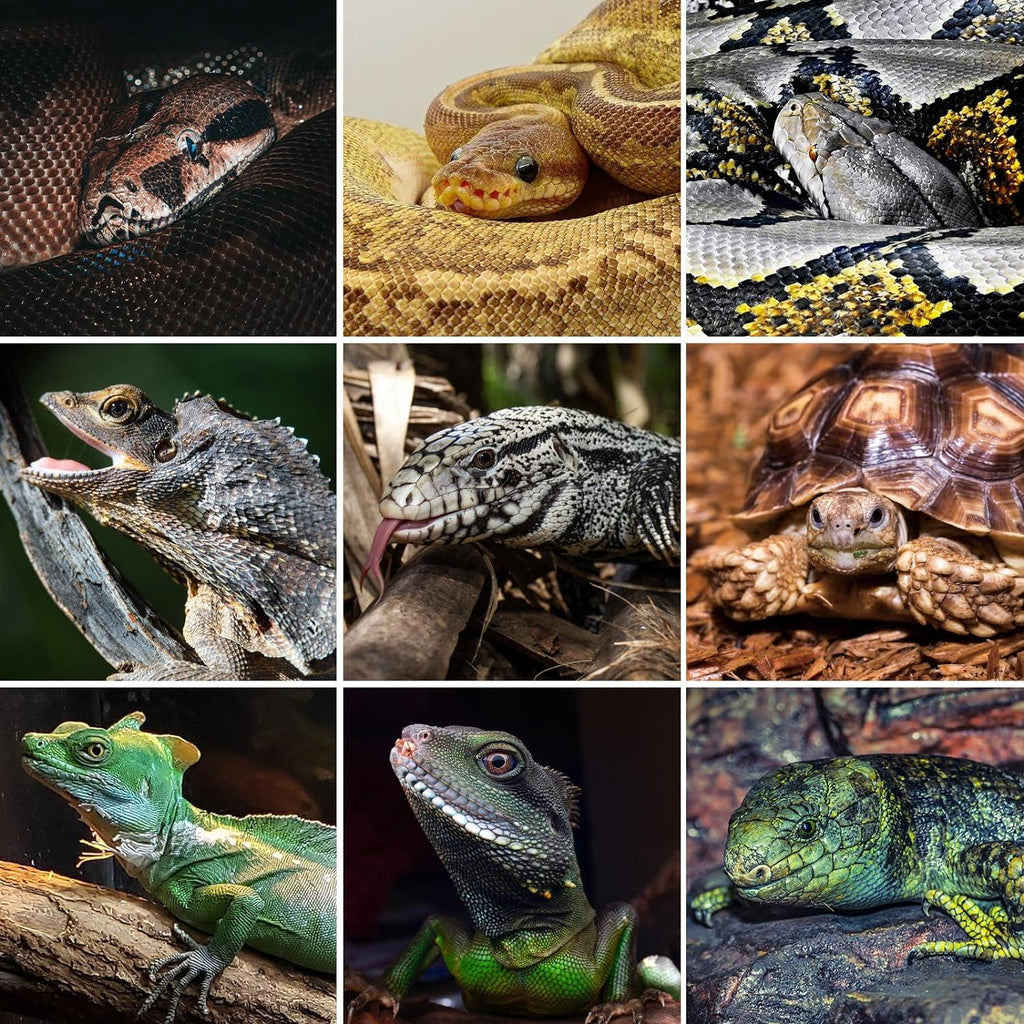Collage of reptiles including snakes, lizards, turtles, and tortoise for terrarium pets
