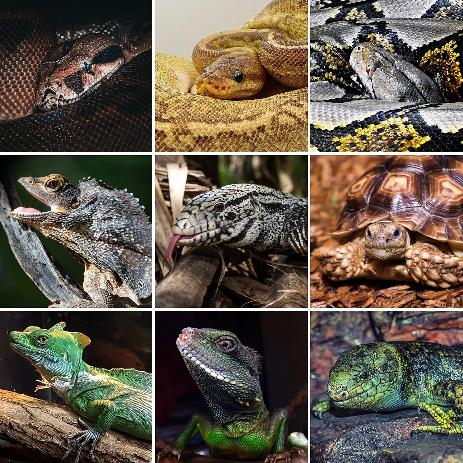 Collage of reptiles including snakes, lizards, turtles, and tortoise for terrarium pets
