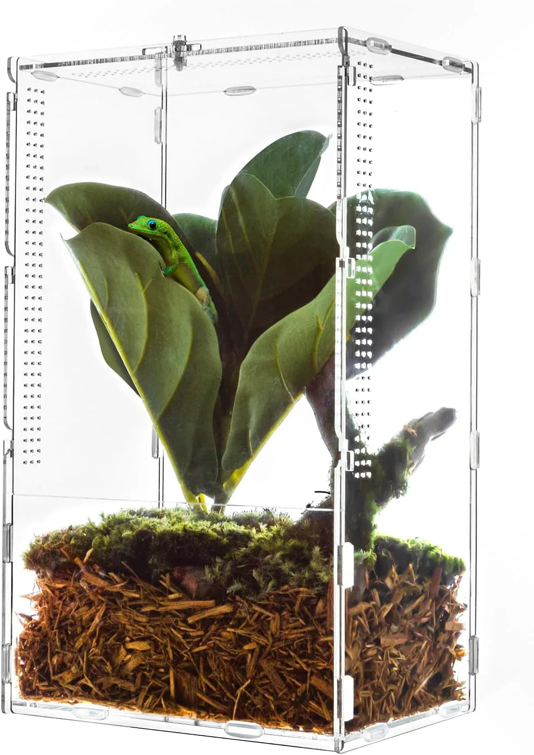 Small clear reptile terrarium with green gecko, artificial plant, and natural substrate