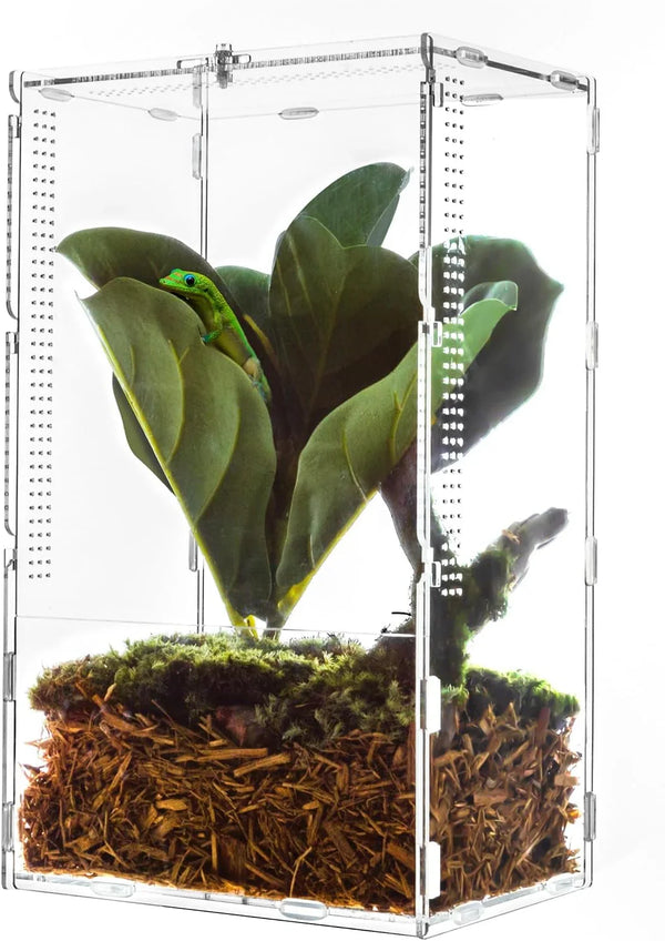 Small clear reptile terrarium with green gecko, artificial plant, and natural substrate