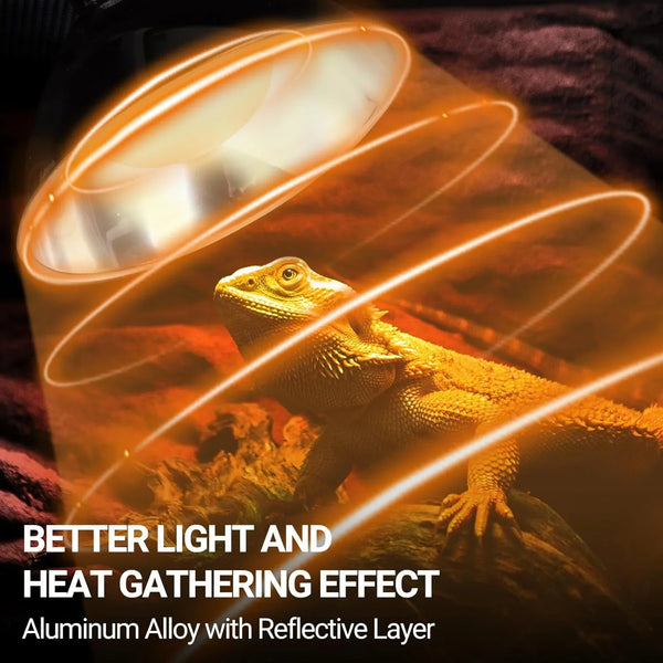 Bearded dragon under reptile heat lamp with reflective aluminum alloy for better light and warmth